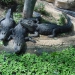 Aligators - Alligator mississippiensis — alligator d'Amérique